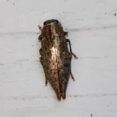 Flat-headed Hardwood Borer thumbnail 3