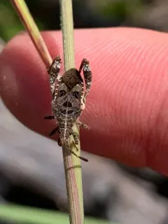 Merocoris distinctus thumbnail 4