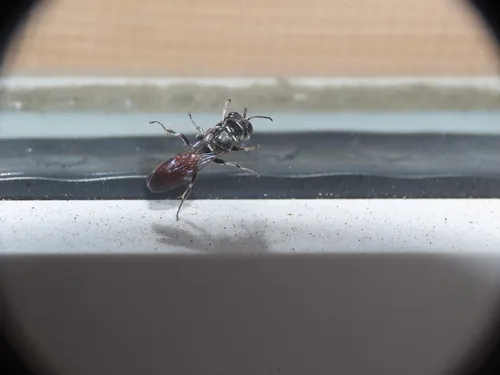 Crossocerus angelicus