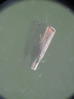 Agriphila plumbifimbriellus thumbnail 1