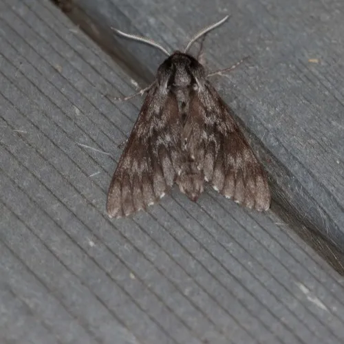 Northern Pine Sphinx