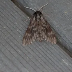 Northern Pine Sphinx thumbnail 1
