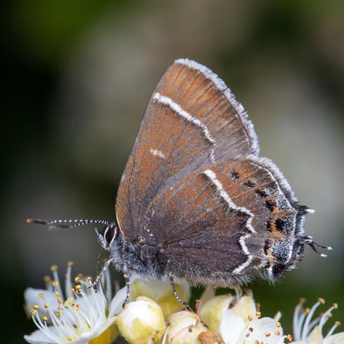 Thicket Hairstreak