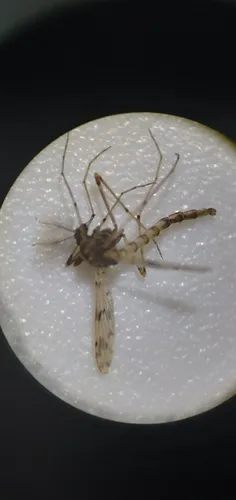 Clear Lake Gnat