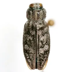Chrysobothris rotundicollis thumbnail 3