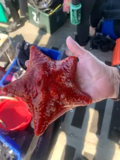 Red Cushion Star thumbnail 4
