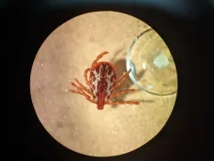 Western Dog Tick thumbnail 4