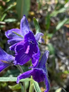 Northern Larkspur thumbnail 3