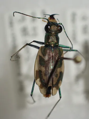 Nevada Tiger Beetle