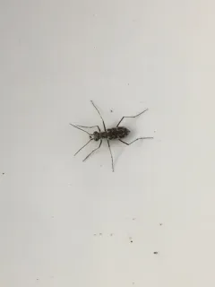 Sandy Stream Tiger Beetle thumbnail 4