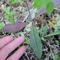 rattlesnakeweed thumbnail 2