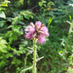 Marsh Thistle thumbnail 3