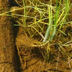 Common Mare's Tail thumbnail 2