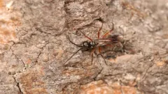 Agenioideus cinctellus thumbnail 3