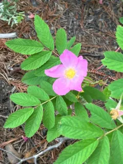 Prickly Wild Rose thumbnail 3