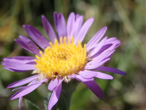 Soft Aster