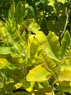Grape Root Borer Moth thumbnail 2