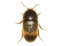 Eustrophus tomentosus thumbnail 1