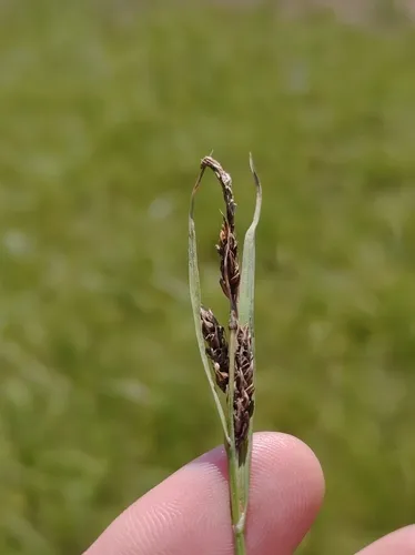 saltmarsh sedge