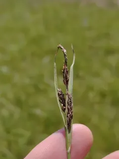 saltmarsh sedge thumbnail 1