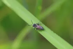 Michigan Cuckoo Nomad Bee thumbnail 2