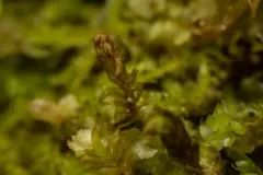 Ragged Notchwort thumbnail 3