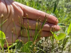 little bulrush thumbnail 2