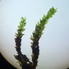Rhynchostegium aquaticum thumbnail 4