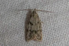 Symmoca signatella thumbnail 4