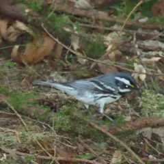 Black-throated Gray Warbler thumbnail 2