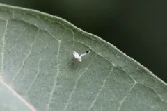 Trupanea actinobola thumbnail 3