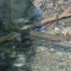 Coastal Cutthroat Trout thumbnail 2