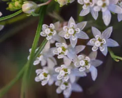 plains milkweed thumbnail 3