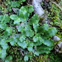 Narrow Mushroom-headed Liverwort thumbnail 2