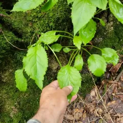 large-leaved goldenrod thumbnail 4