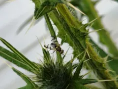 Bull Thistle Gall Fly thumbnail 2
