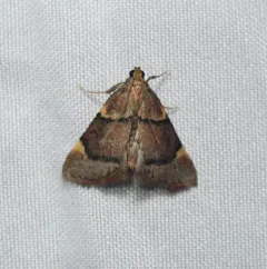 Spruce Needleworm Moth thumbnail 2