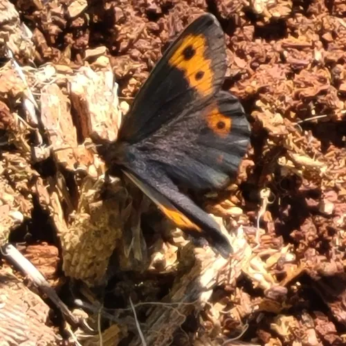 Vidler's Alpine