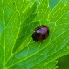 Mountain Lady Beetle thumbnail 4