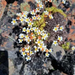 tufted saxifrage thumbnail 4