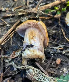 Phlegmacium subolivascens thumbnail 3