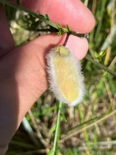 Portuguese Broom thumbnail 2