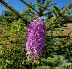 Greater Purple Fringed Orchid thumbnail 4