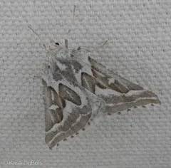 Sagebrush Girdle Moth thumbnail 2