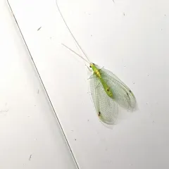 Leucochrysa insularis thumbnail 2
