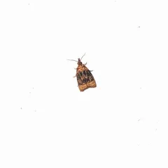 Black-shaded Platynota Moth thumbnail 3