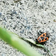 European Firebug thumbnail 3