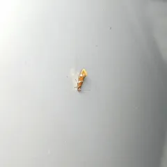 Suzuki's Promalactis Moth thumbnail 2