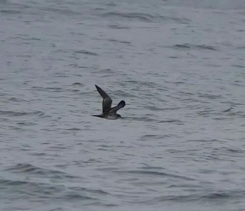 Wedge-tailed Shearwater