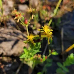 pale St. John's-wort thumbnail 3